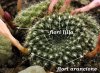 rebutia-detail_1929.jpg