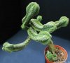 crassula-buddha's&.jpg