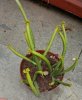 Euphorbia xx.jpg