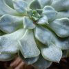 Echeveria-1.jpg