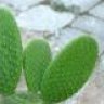 Opuntia