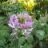 cleome