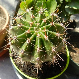 Echinopsis2