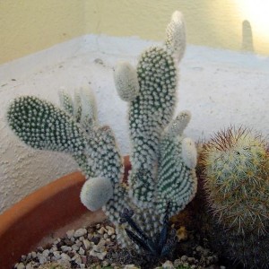 Opuntia microdasys albata - temperatura minima sopportata: -12°C