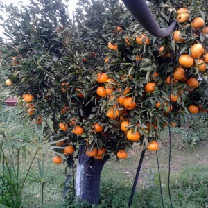 piu' mandarini che foglie