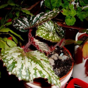 Begonia Rex  rinata