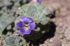 viola cotyledon..jpg