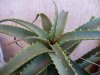 Aloe dettaglio..jpg