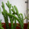 crassula_lycpodi&#111.jpg