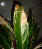 cordyrid2..jpg