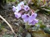 Hepatica nobilis2&.jpg