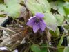 Hepatica nobilis4&.jpg