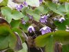 Hepatica nobilis3&.jpg