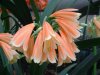 Clivia 1..jpg