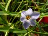 Ipheion peduncul&#9.jpg