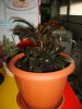 Dracena..jpg