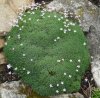 Dianthus  erinace.jpg