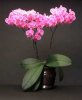 phalaenopsis..jpg