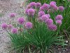 Allium_unnamed_h&#12.jpg