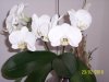 Gardaland e varie con phalaenopsis fiorita 299.jpg