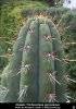 trichocereus_per&#1.jpg