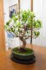 Mio Bonsai Ficus &#.jpg