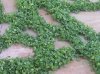 normal_Dichondra .jpg