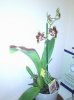 orchidea2..jpg