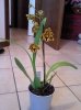 orchidea1..jpg