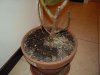 DSCN0650 (Medium)..JPG