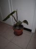 DSCN0648 (Medium)..JPG