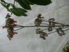 Kalanchoe daigrem.jpg