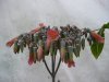 Kalanchoe daigrem.jpg