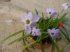 Ipheion peduncul&#9.jpg