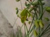 Albuca poliphylla.jpg