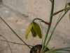 Albuca circinata..jpg