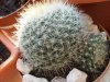 Mammillaria 2..jpg