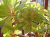Aeonium arboreum .jpg
