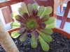 Aeonium arboreum .jpg