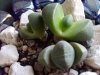 Pleiospilos neli&#.jpg