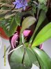 Orchidea..jpg
