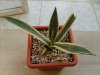 Agave variegata s&.jpg