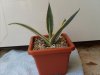 Agave variegata s&.jpg