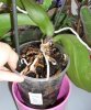Orchidea 2..jpg
