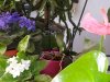 Orchidea 1..jpg