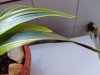 Dracena foglia 1..jpg