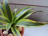 Dracena foglia 3..jpg