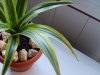 Dracena foglia 4..jpg