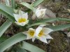 Tulipa polychrom&#97.jpg
