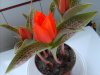 Tulipano maculato.jpg